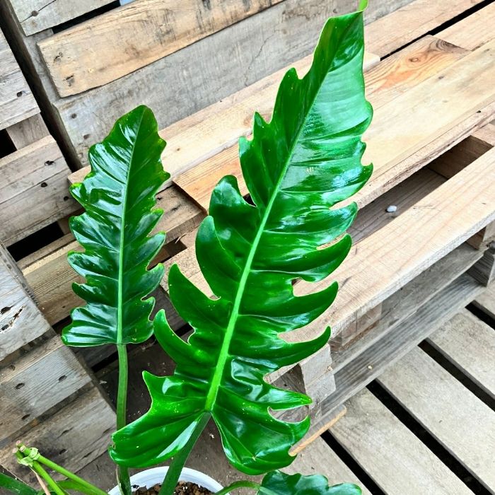 観葉植物現品販売