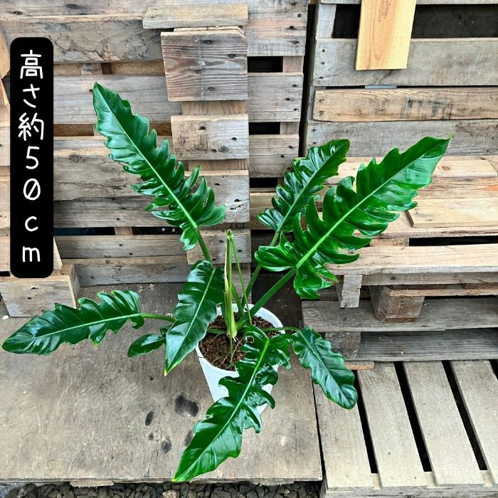 観葉植物現品販売