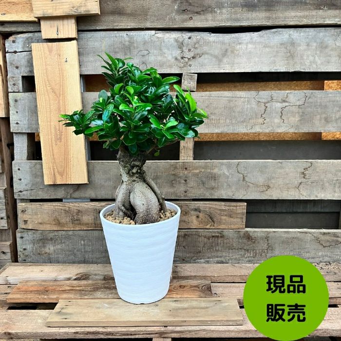 観葉植物現品販売