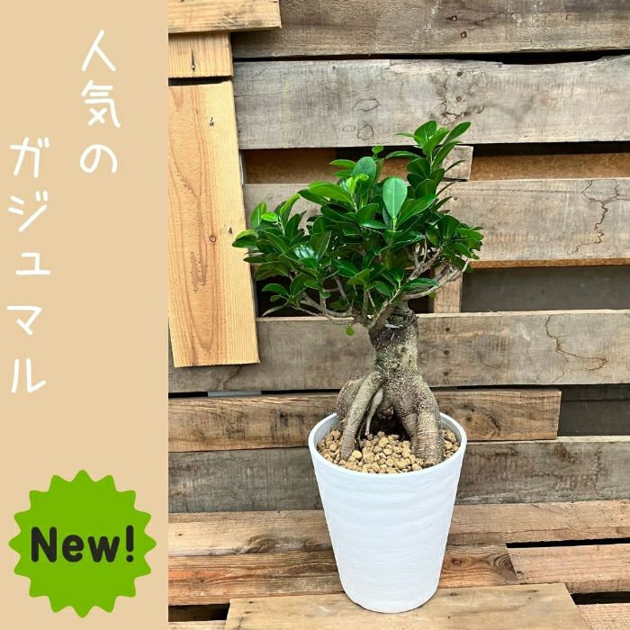観葉植物現品販売