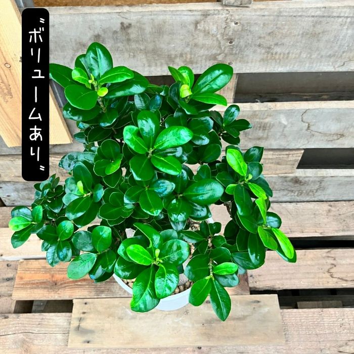 観葉植物現品販売