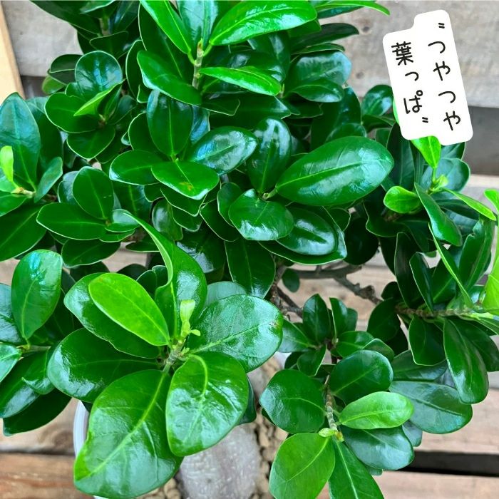 観葉植物現品販売