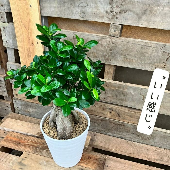 観葉植物現品販売