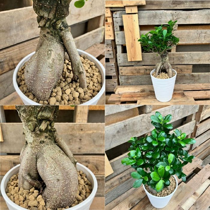 観葉植物現品販売