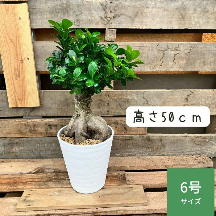 観葉植物現品販売