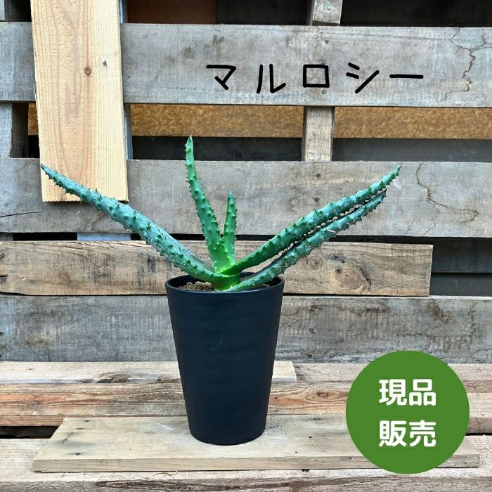 観葉植物現品販売