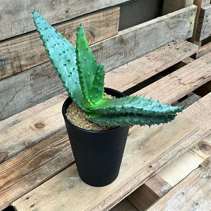 観葉植物現品販売