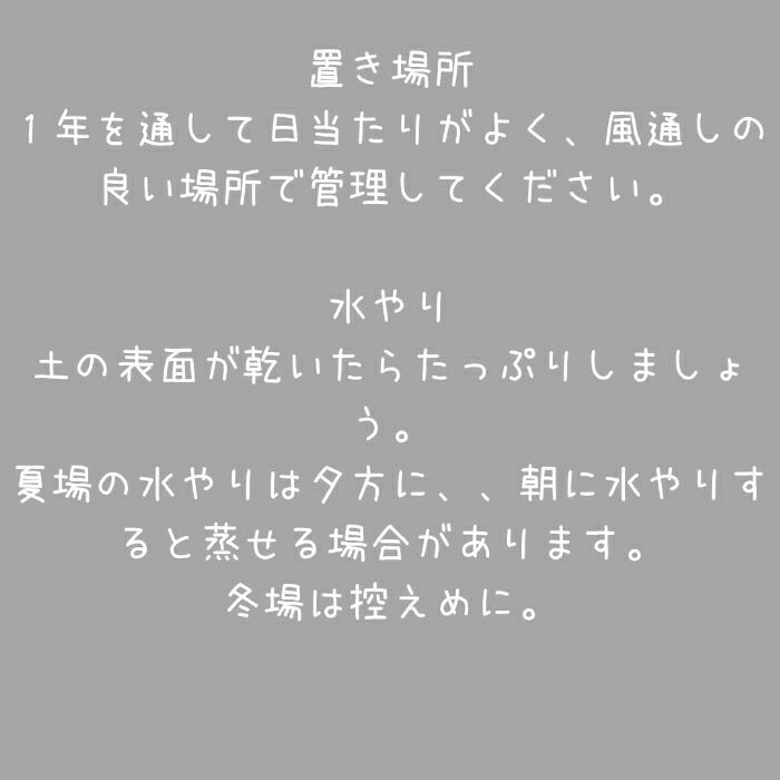 観葉植物現品販売