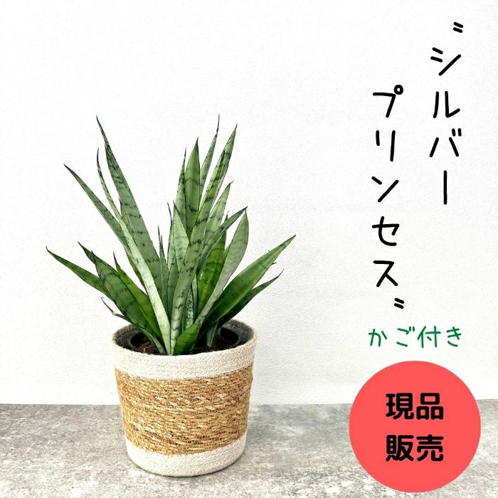 観葉植物現品販売