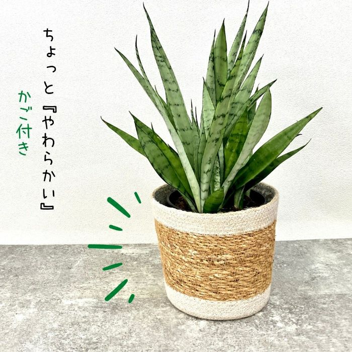 観葉植物現品販売