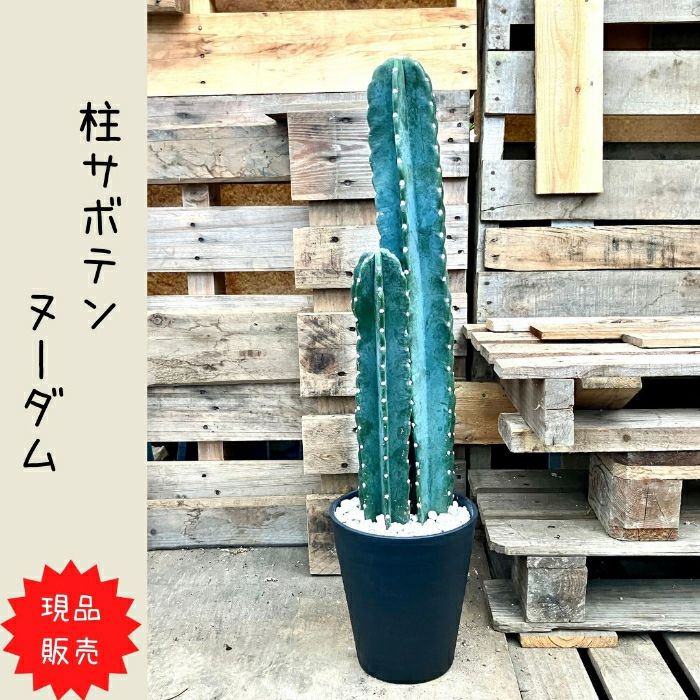 観葉植物現品販売