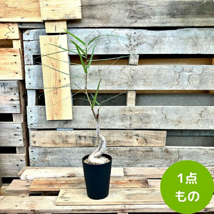 観葉植物現品販売