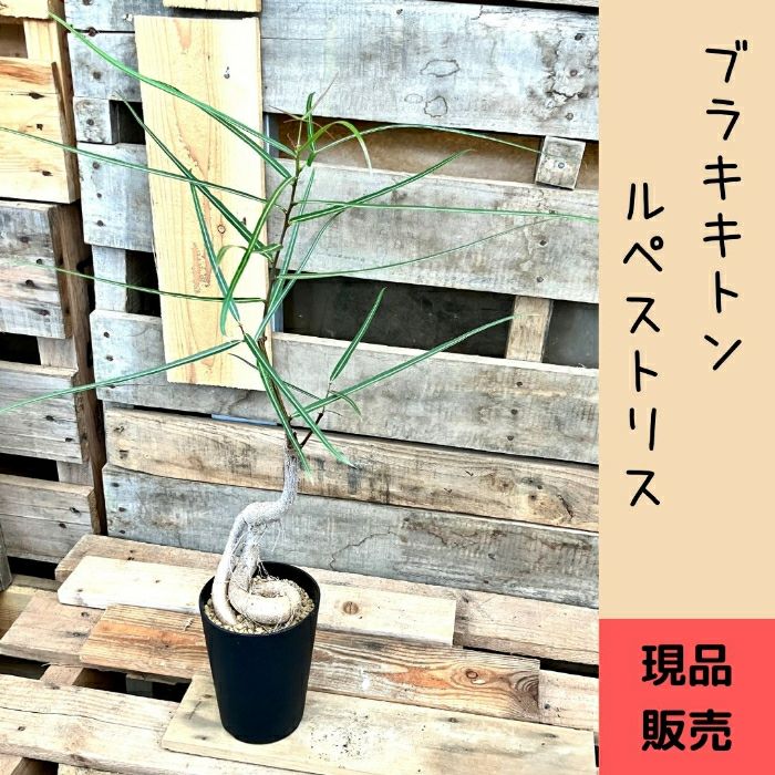 観葉植物現品販売