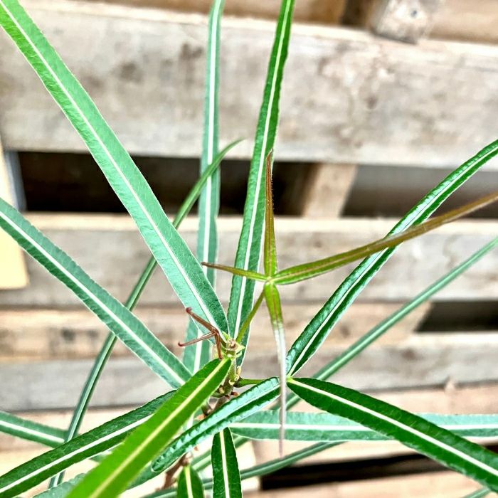 観葉植物現品販売