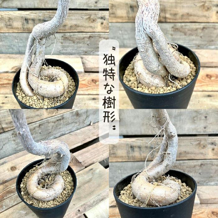 観葉植物現品販売