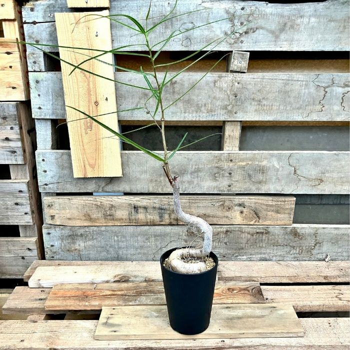 観葉植物現品販売