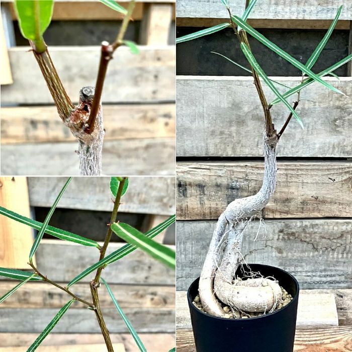 観葉植物現品販売