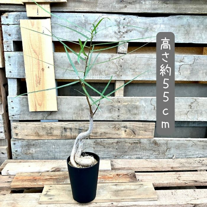 観葉植物現品販売