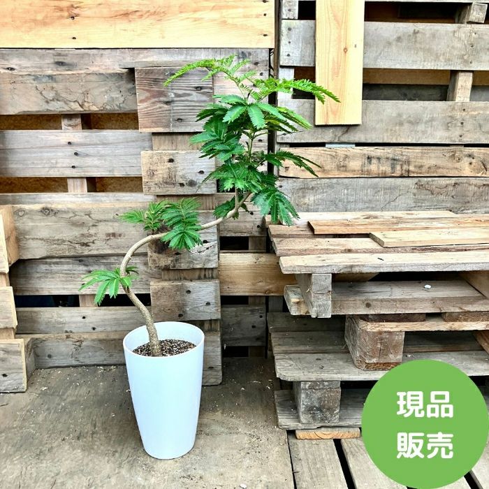 観葉植物現品販売