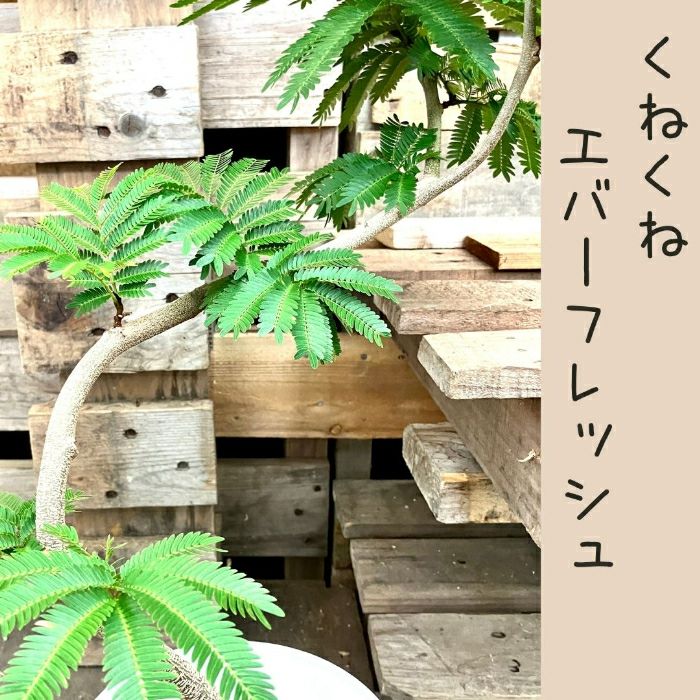 観葉植物現品販売