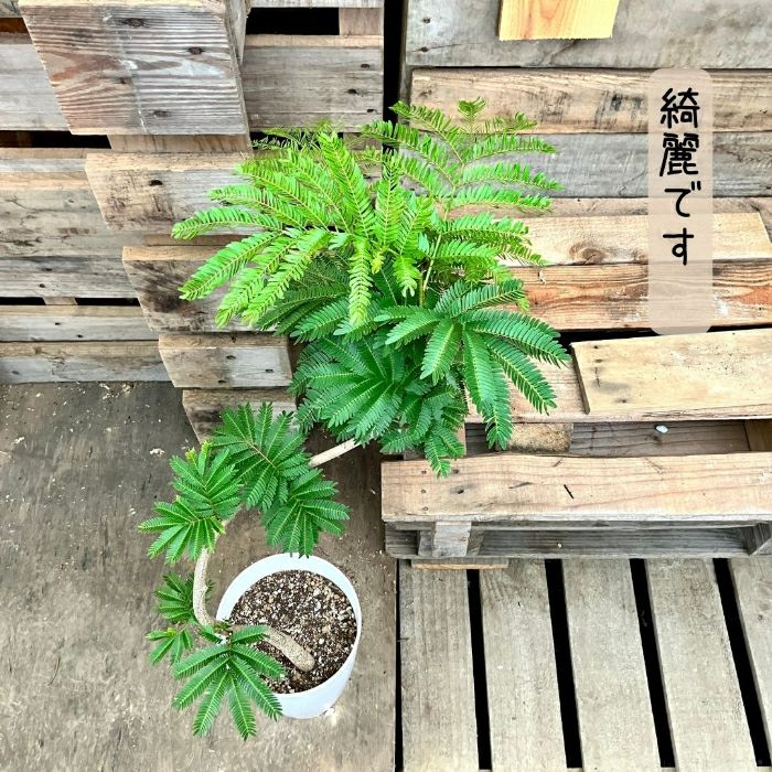 観葉植物現品販売