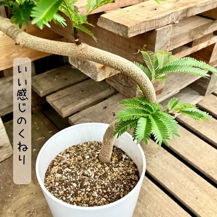 観葉植物現品販売