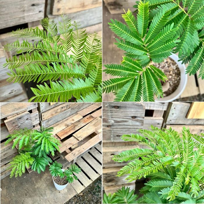 観葉植物現品販売