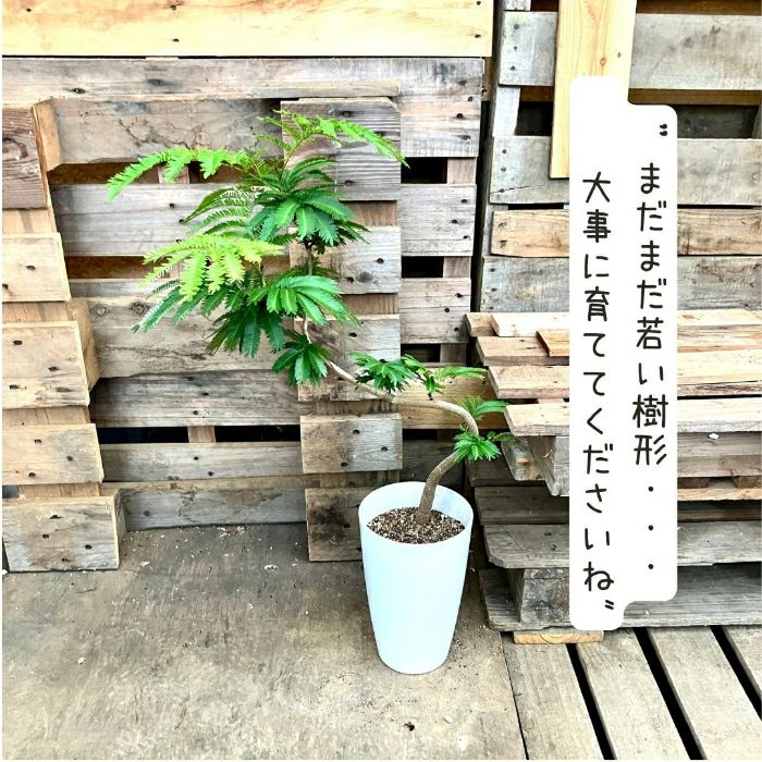 観葉植物現品販売
