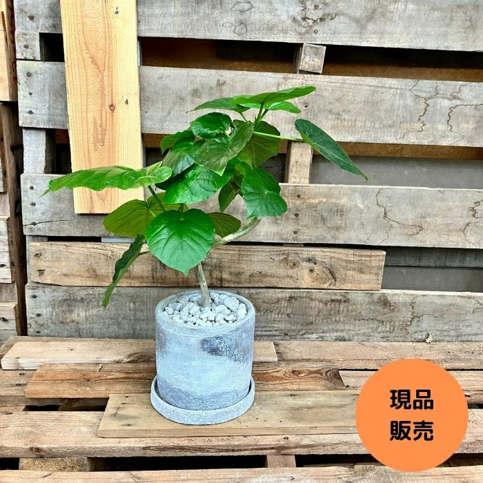 観葉植物現品販売