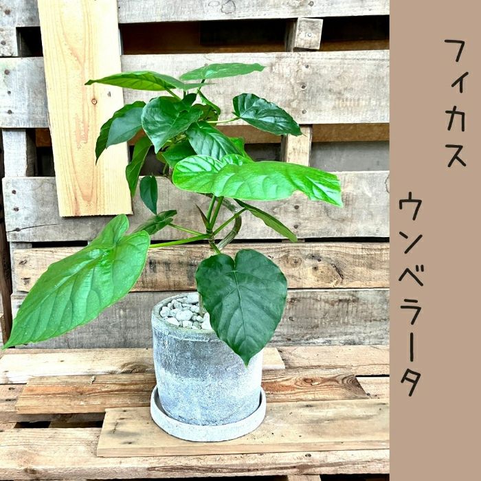 観葉植物現品販売