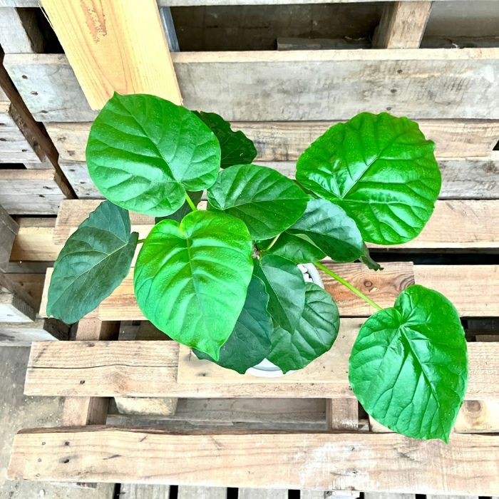 観葉植物現品販売