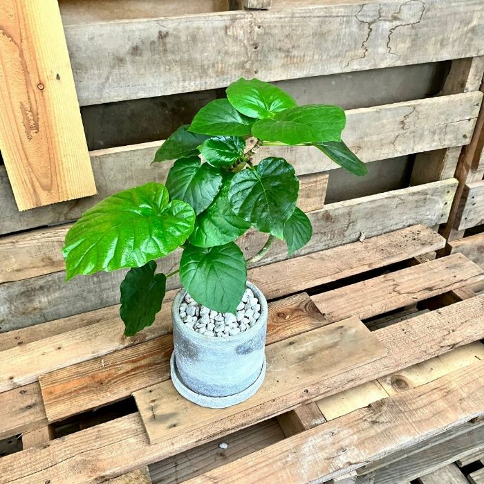 観葉植物現品販売