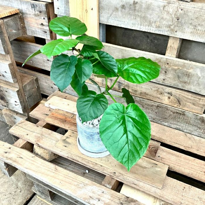 観葉植物現品販売