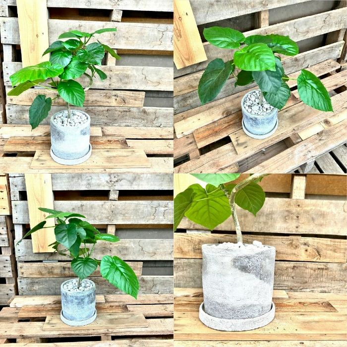 観葉植物現品販売