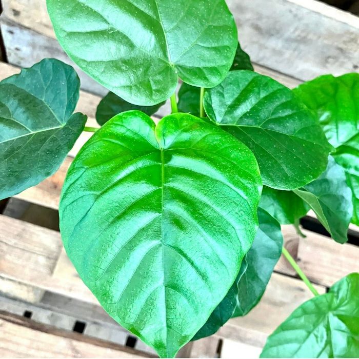 観葉植物現品販売