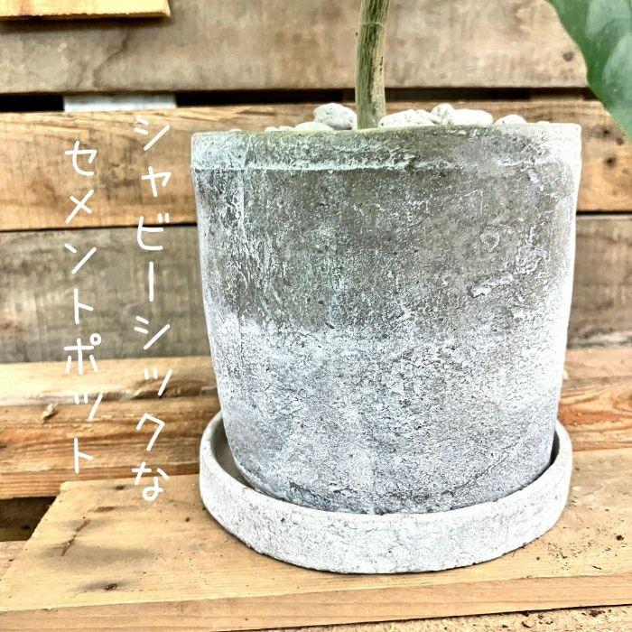 観葉植物現品販売