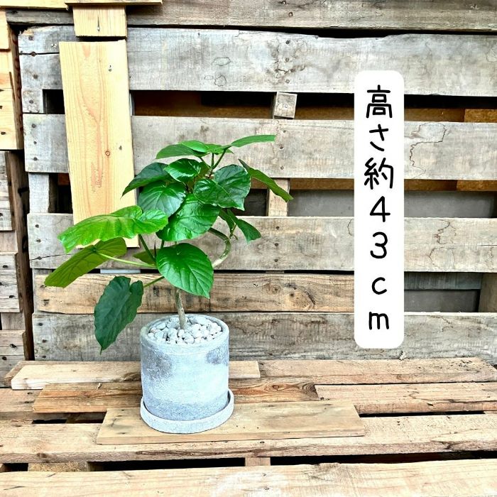 観葉植物現品販売