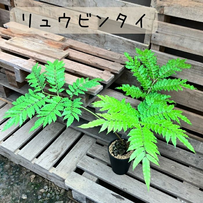観葉植物現品販売