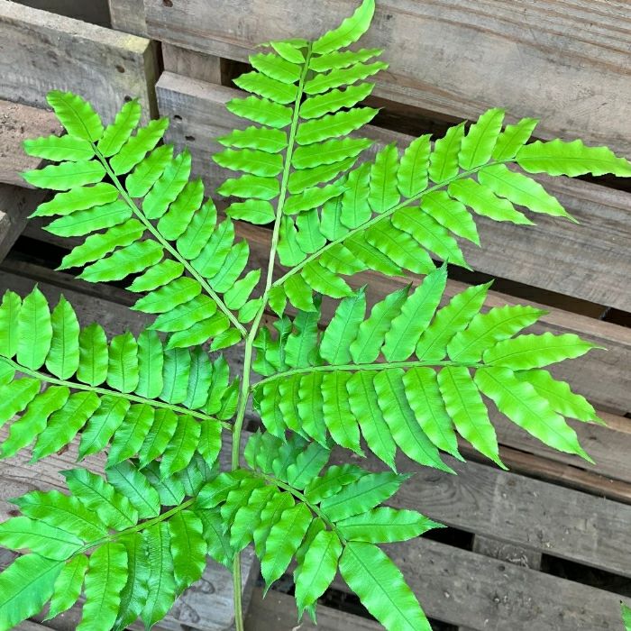 観葉植物現品販売