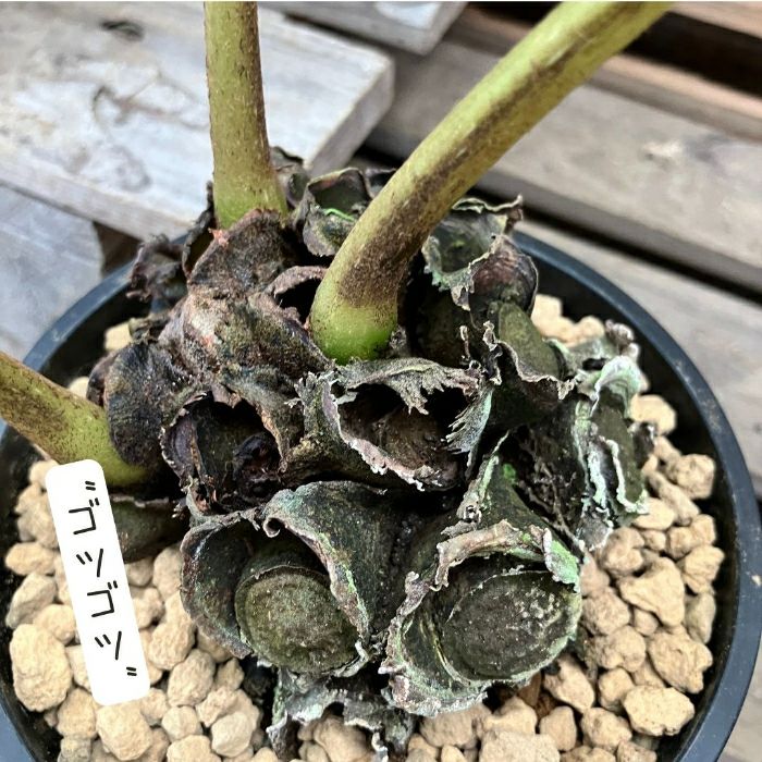 観葉植物現品販売