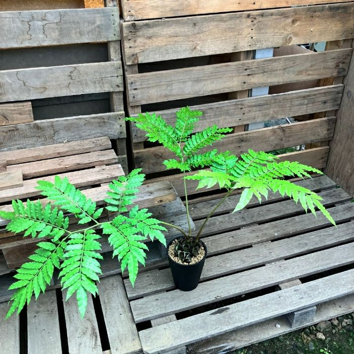 観葉植物現品販売