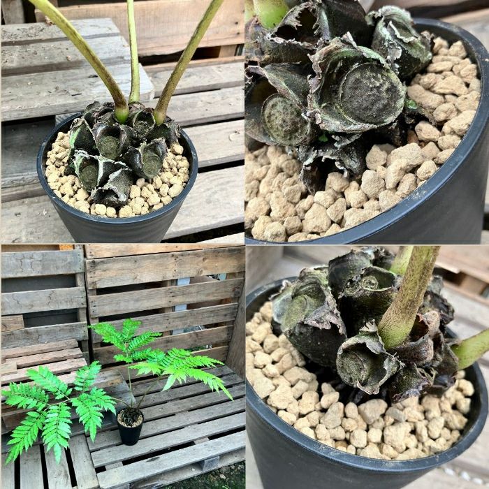 観葉植物現品販売