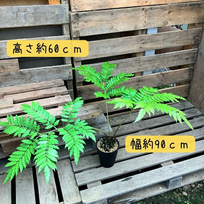 観葉植物現品販売