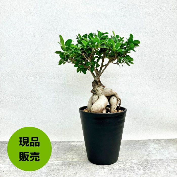 観葉植物現品販売