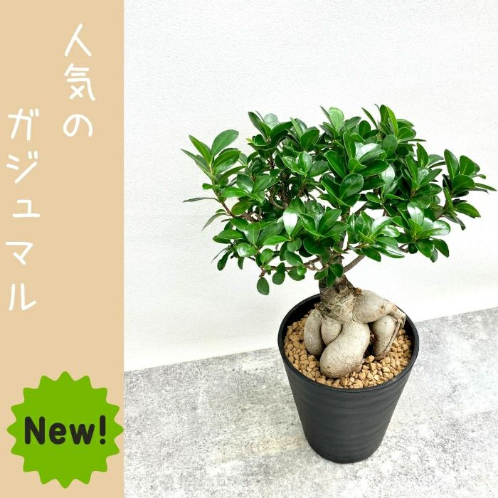 観葉植物現品販売