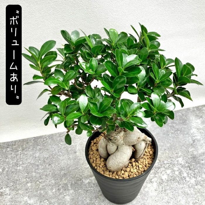 観葉植物現品販売