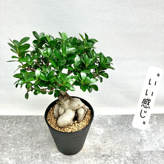 観葉植物現品販売