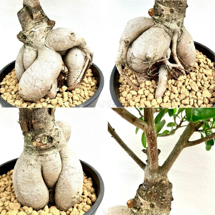 観葉植物現品販売