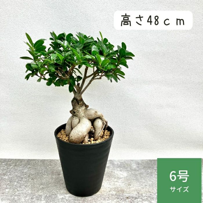 観葉植物現品販売