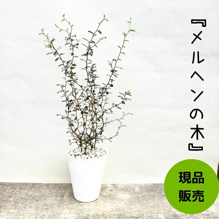 観葉植物現品販売